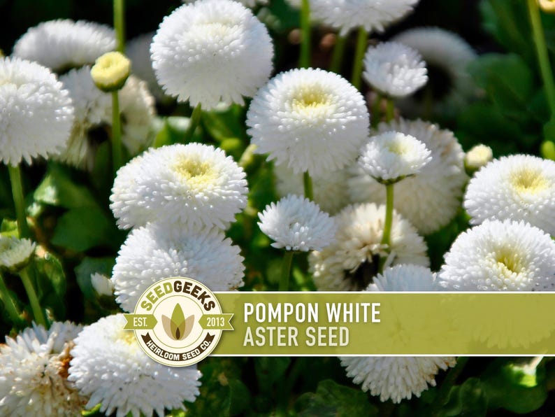 Semillas de flor de aster blanco pompón, aster chino tradicional, apto para abejas imagen 1