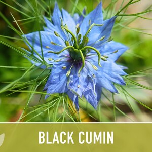 Black Cumin Herb Seeds – Nigella Sativa, Culinary & Medicinal image 5