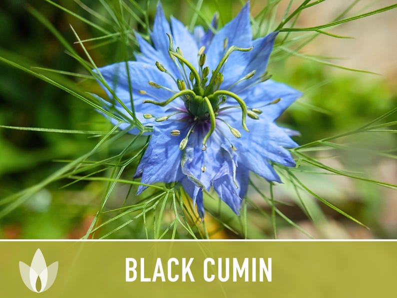 Black Cumin Herb Seeds – Nigella Sativa, Culinary & Medicinal image 5