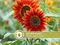 Autumn Beauty Sunflower Seeds - Heirloom, Non GMO