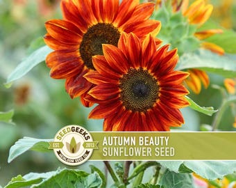 Autumn Beauty Sunflower Seeds - Heirloom, Non GMO