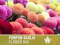 Dahlia, Pompon Flower Seeds - Heirloom Seeds, Dahlia Flower Mix, Cut Flower Seeds, Pollinator Friendly, Open Pollinated, Non-GMO