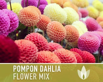 Dahlia, Pompon Flower Seeds - Heirloom Seeds, Dahlia Flower Mix, Cut Flower Seeds, Pollinator Friendly, Open Pollinated, Non-GMO