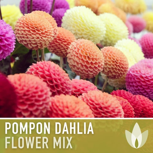 Dahlia, Pompon Flower Seeds - Heirloom Seeds, Dahlia Flower Mix, Cut Flower Seeds, Pollinator Friendly, Open Pollinated, Non-GMO
