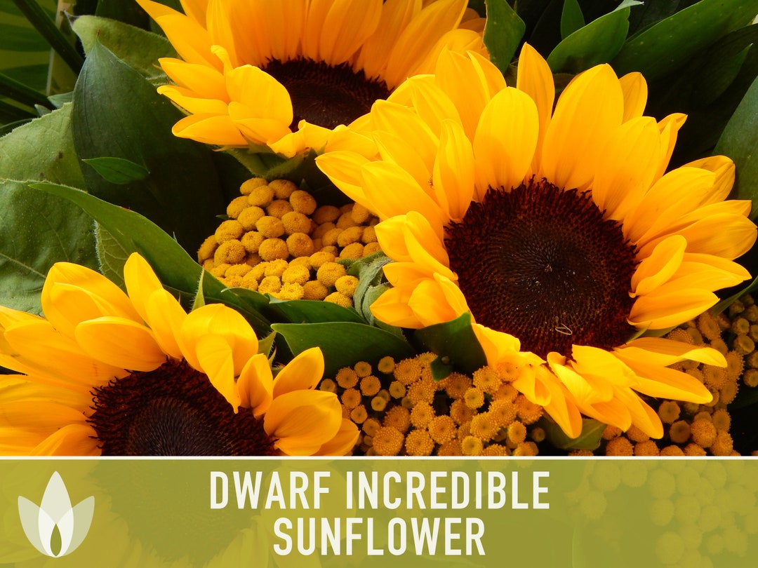 Dwarf Incredible Sunflower Seeds Heirloom Seeds Dwarf Etsy