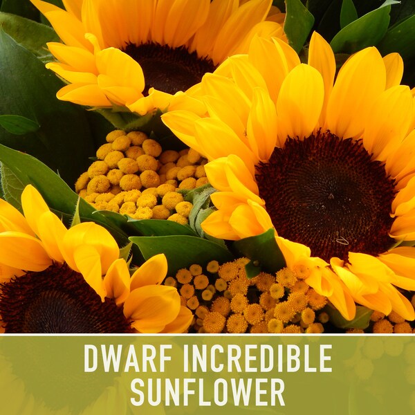 Dwarf Incredible Sunflower Seeds Etsy