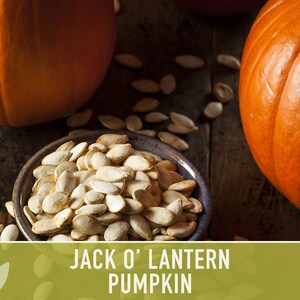 Southeast Seeds Jack O' Lantern Pumpkin Seeds – Grow Your Own Halloween Pumpkins