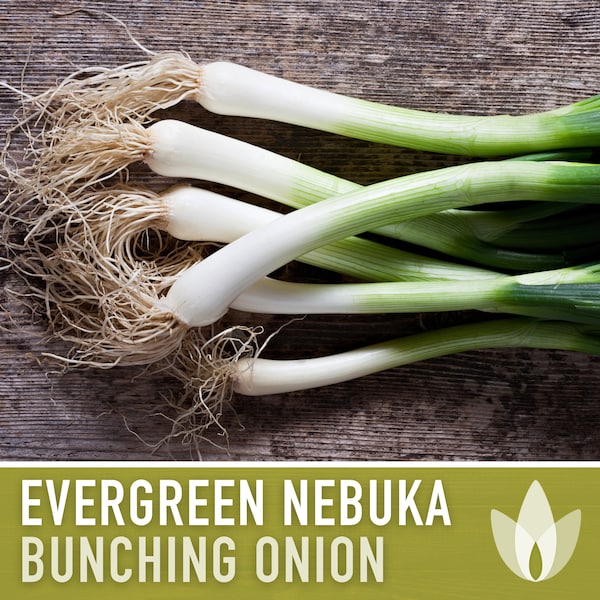 Evergreen Nebuka Bunching Onion Heirloom Seeds - Scallions, Green Onions, Japanese Onion