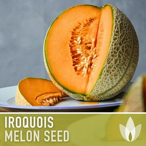 Iroquois Melon Seeds - Heirloom Seeds, Orange Flesh Cantaloupe, Heirloom Favorite, Ribbed Skin, Wilt Resistant, Open Pollinated, Non-GMO