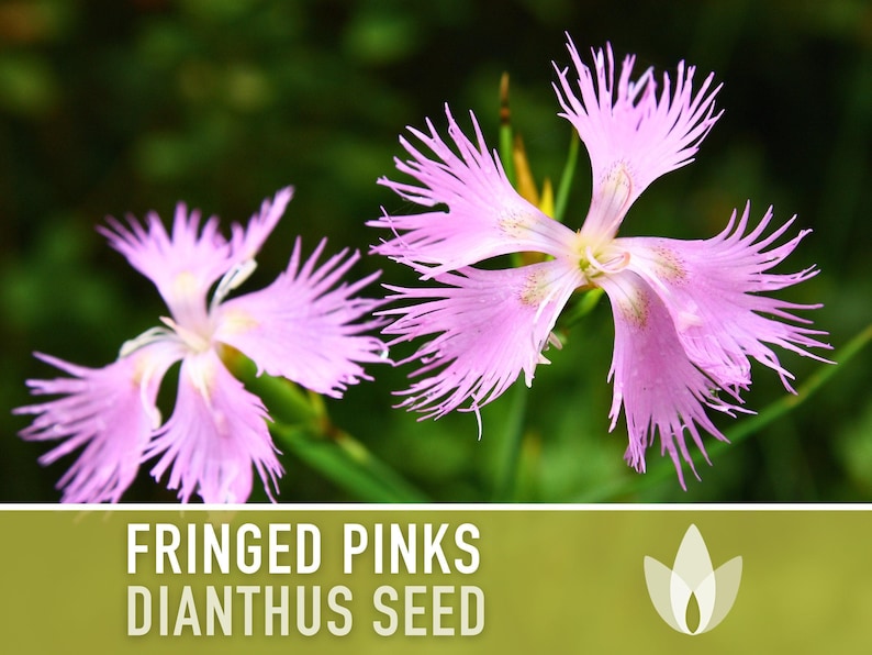 Fringed Pinks Dianthus Seeds – Fragrant Heirloom Flower, Pollinator Garden image 5