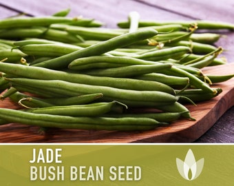 Jade Bush Bean Seeds - Heirloom, Stringless, Open Pollinated, Untreated, Non-GMO
