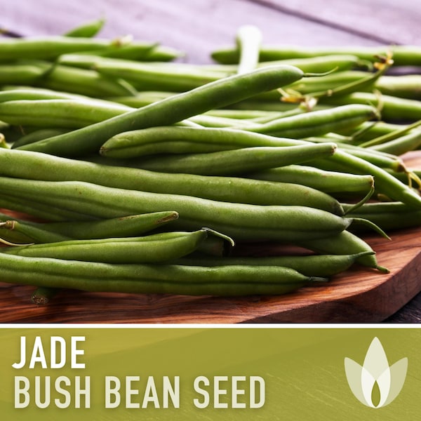 Jade Bush Bean Seeds - Heirloom, Stringless, Open Pollinated, Untreated, Non-GMO