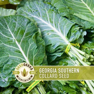May include: Close-up of fresh, green collard greens. The leaves are large with prominent veins. Bundles of collard greens are tied with yellow bands. The image includes the text "GEORGIA SOUTHERN COLLARD SEED" and the Seed Geeks logo.