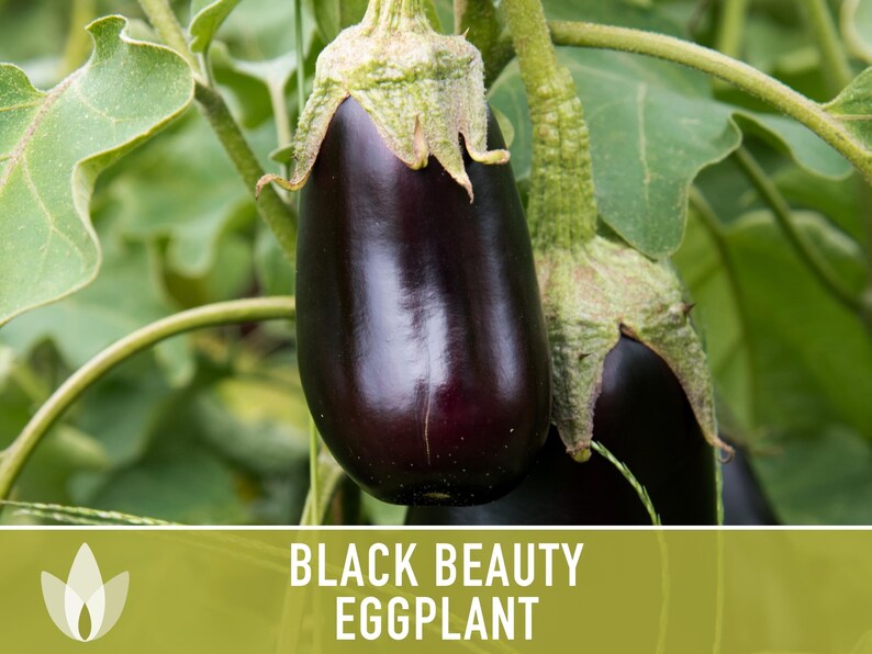 Black Beauty Eggplant Heirloom Seeds Imperial Black Beauty Etsy