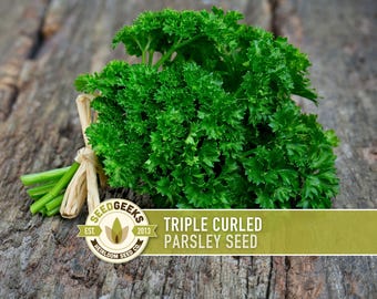 May include: A fresh bunch of triple curled parsley tied with twine, resting on a weathered wooden surface. The image includes a logo that reads "Seed Geeks" and the text "Triple Curled Parsley Seed".