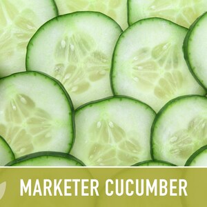 Marketer Cucumber Seeds | 30+ Seeds, Open-Pollinated, Non-GMO, Heirloom, AAS Winner, Slicing, Organic, Cucumis sativus image 5