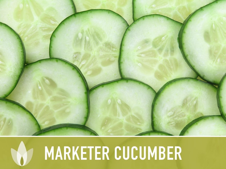 Marketer Cucumber Seeds | 30+ Seeds, Open-Pollinated, Non-GMO, Heirloom, AAS Winner, Slicing, Organic, Cucumis sativus image 5