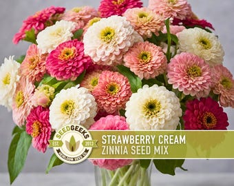 Strawberry Cream Zinnia Seeds | 100+ Seeds, Heirloom Flower Mix for Pollinator Gardens & Bouquets!