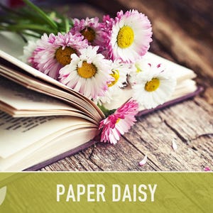 Paper Daisy Flower Seeds - Heirloom Everlasting Flowers image 5