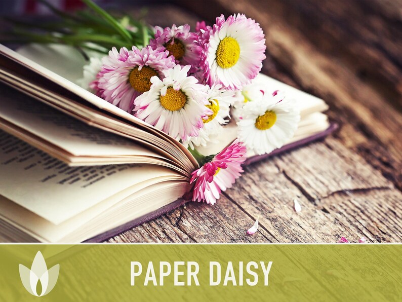 Paper Daisy Flower Seeds - Heirloom Everlasting Flowers image 5