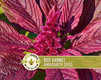 Red Garnet Amaranth Seeds - Heirloom Grain, Edible Flower
