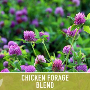 Chicken Forage Blend | 1oz Seeds, Omega 3, Non-GMO, Organic Food for Backyard Chickens, Heirloom image 4