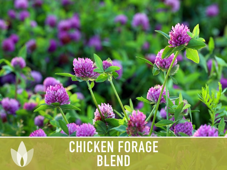 Chicken Forage Blend | 1oz Seeds, Omega 3, Non-GMO, Organic Food for Backyard Chickens, Heirloom image 4