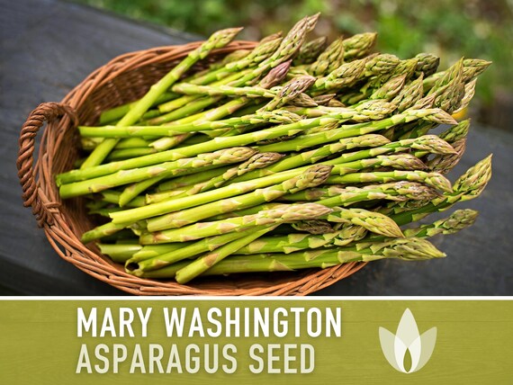 Mary Washington Asparagus Seeds, Heirloom Vegetable, Non-GMO