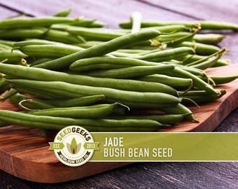 Jade Bush Bean Seeds - Heirloom, Stringless, Open Pollinated, Untreated, Non-GMO
