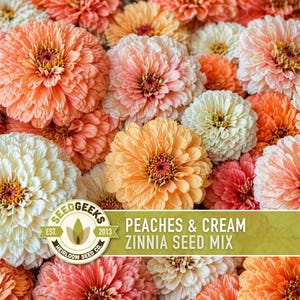 Peaches & Cream Zinnia Seed Mix | 100+ Seeds, Salmon, Peach and White Flowers | Zinnia elegans imagem 7