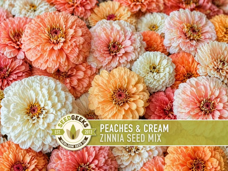 Peaches & Cream Zinnia Seed Mix | 100+ Seeds, Salmon, Peach and White Flowers | Zinnia elegans imagem 7
