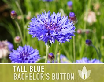 Bachelor's Button, Tall Blue Cornflower Heirloom Seeds, Flower Seeds, Wildflower