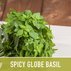 Spicy Globe Basil Seeds - Heirloom, Culinary Herb afbeelding 5