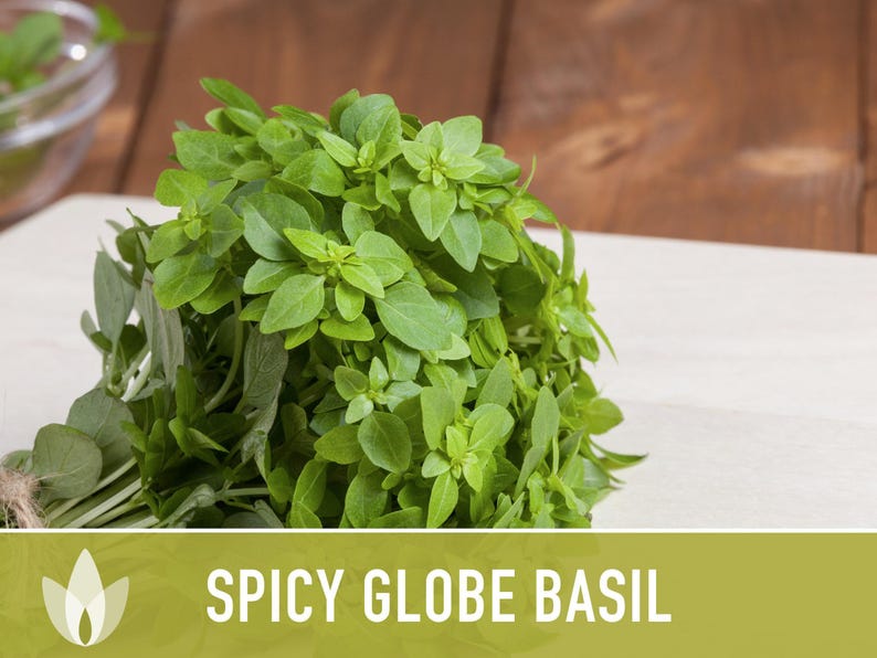 Spicy Globe Basil Seeds - Heirloom, Culinary Herb afbeelding 5
