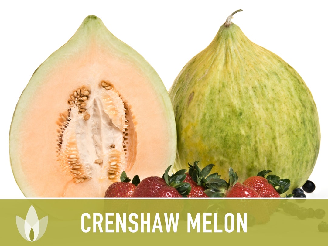 Crenshaw Melon Heirloom Seeds Muskmelon Sweet Large Etsy
