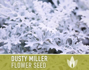 Dusty Miller Flower Seeds - Heirloom Seeds, Silverdust, Cineraria Maritima, Ornamental Groundcover, Open Pollinated, Non-GMO