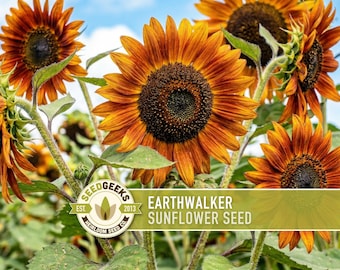 Earthwalker Sunflower Seeds - Copper Bronze, Heirloom Non GMO