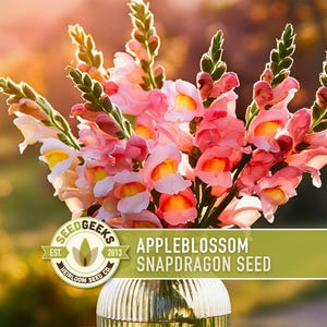 May include: A bouquet of pink and yellow snapdragon flowers with green stems, displayed in a glass vase. The image includes a logo that reads "Seed Geeks" and the text "Appleblossom Snapdragon Seed". The background is blurred with warm tones.
