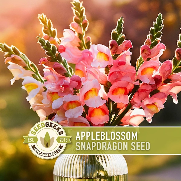 Appleblossom Snapdragon Seeds | 100+ Seeds, Heirloom Cottage Garden, Nectar Flowers, Border Plant, Antirrhinum majus