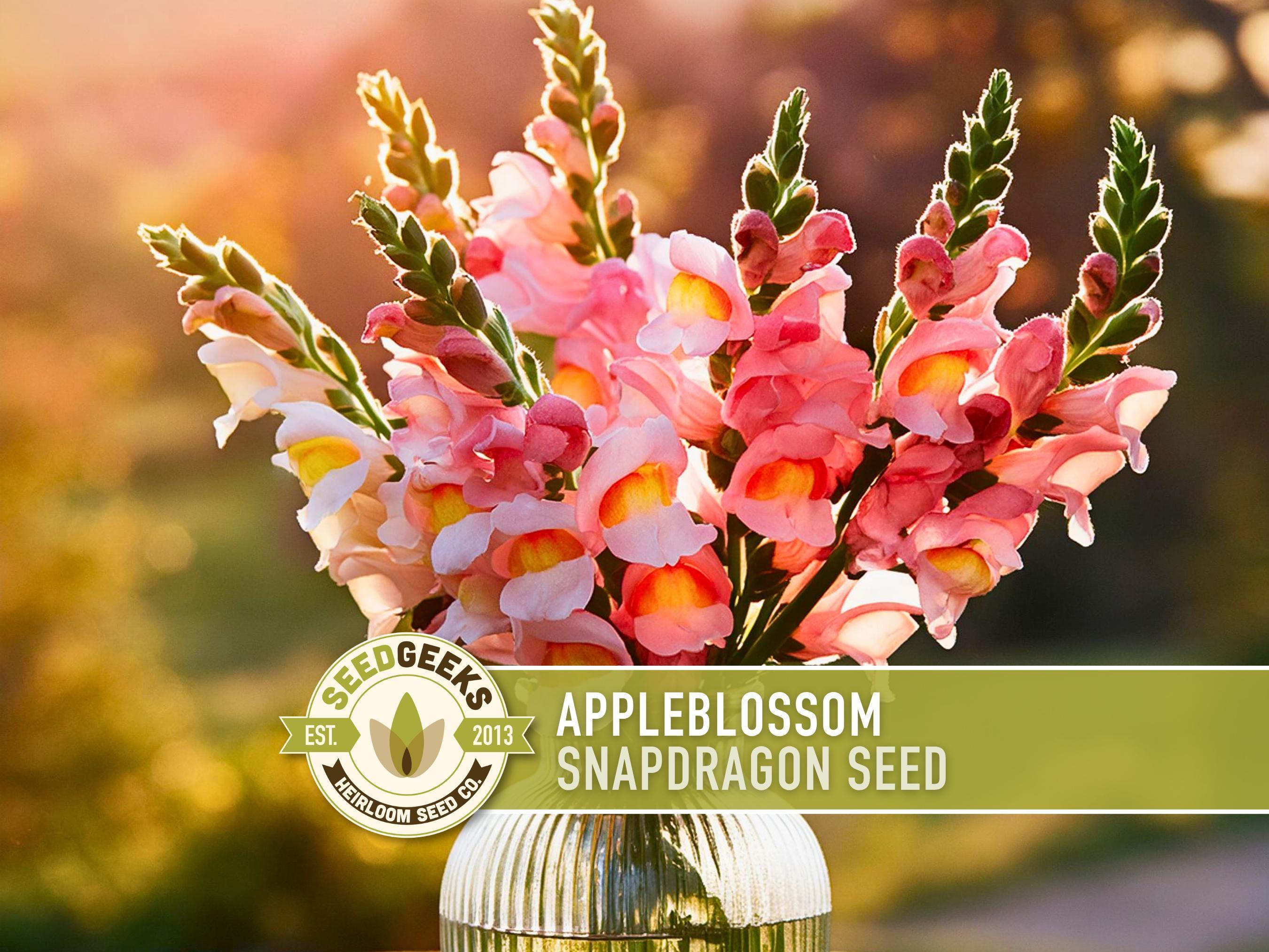 Appleblossom Snapdragon Seeds | 100+ Seeds, Heirloom Cottage Garden, Nectar Flowers, Border Plant, Antirrhinum majus