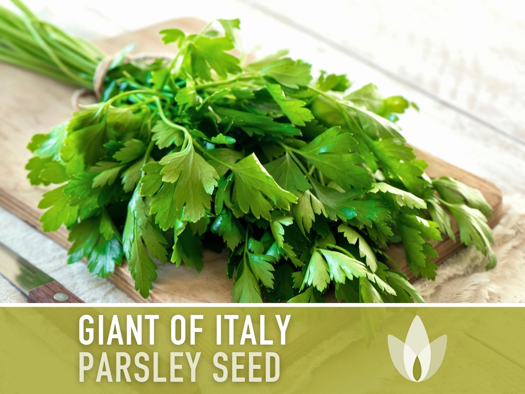 Interesting Info About Italian Parsley Seeds