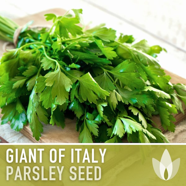 Giant of Italy Parsley Seeds - Heirloom Seeds, Italian Flat Leaf, Renowned Culinary Herb, Medicinal Herb, Annual, Open Pollinated, Non-GMO