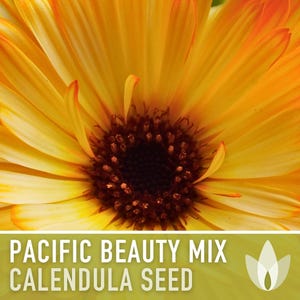 Calendula Pacific Beauty Flower Seeds – Heirloom Cottage Garden image 4
