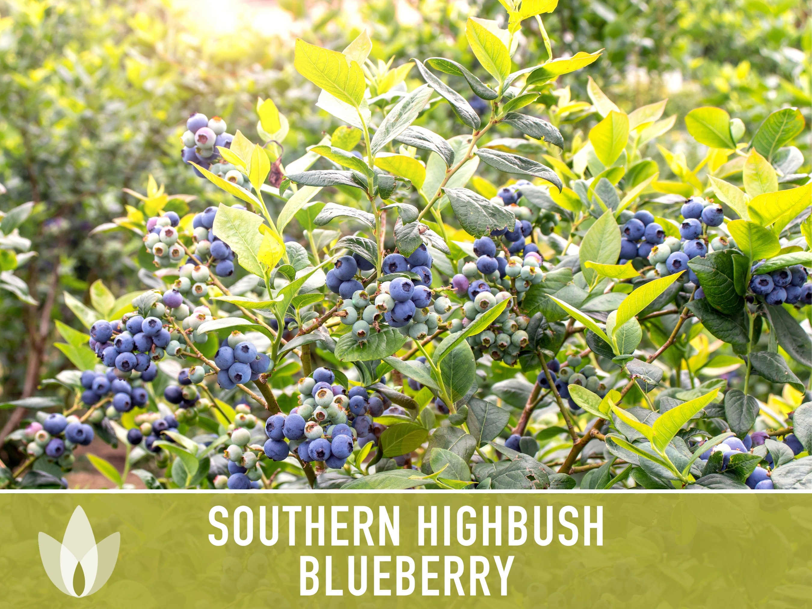 Southern Highbush Blueberry Seeds, Heirloom, Non-gmo (50 Seeds) - Etsy, image size:2700x2025