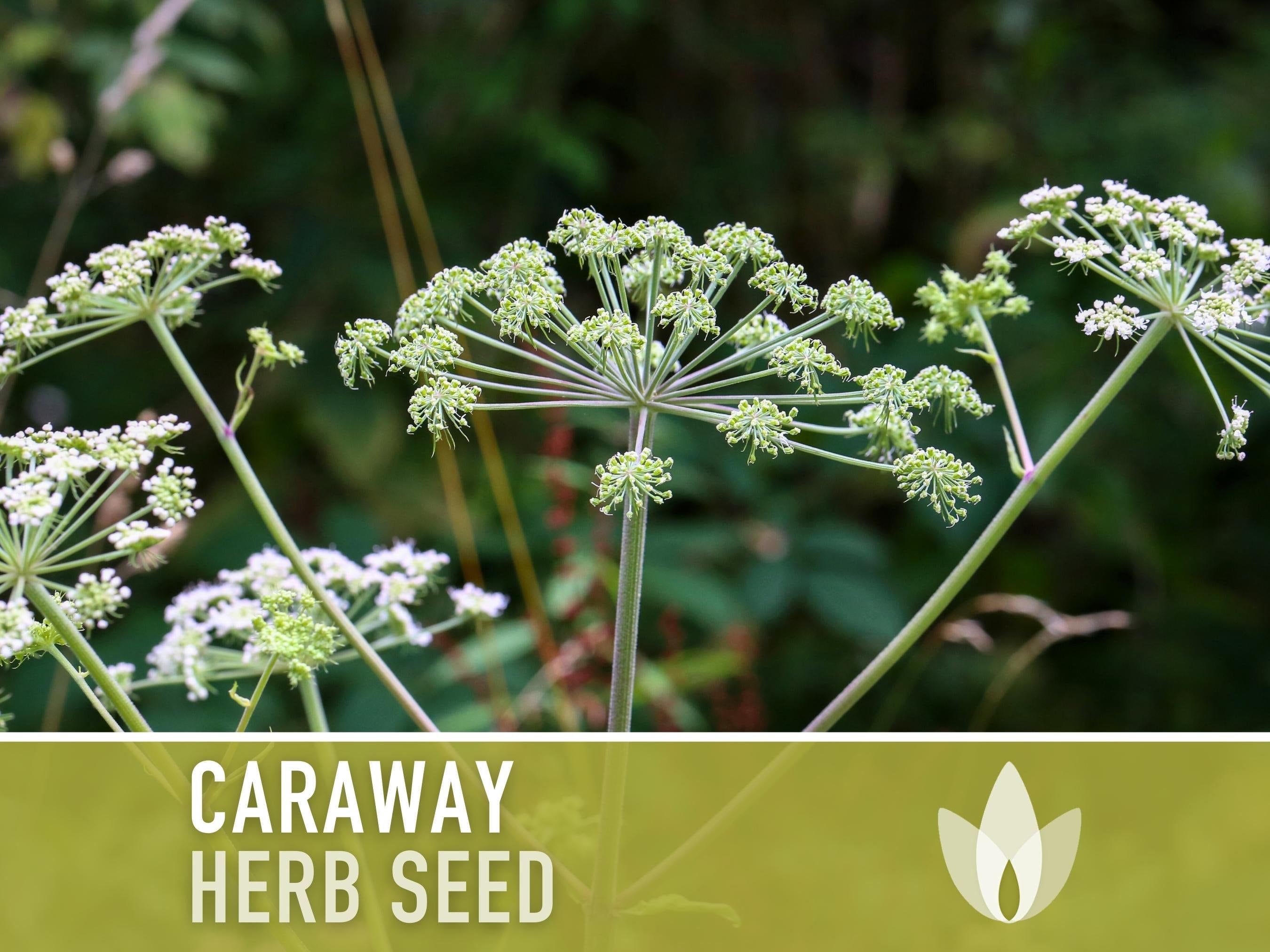 Caraway Herb Seeds - Heirloom Seeds, Medicinal Herb, Culinary Herb, Persian Cumin, Meridian Fennel, Beneficial Bug, Open Pollinated, Non-GMO