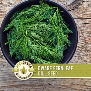 Dwarf Fernleaf Dill Seeds | 40+ Seeds, Heirloom, Culinary & Medicinal Herb, Butterfly Host | Anethum graveolens image 1