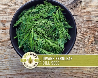 Dwarf Fernleaf Dill Seeds | 40+ Seeds, Heirloom, Culinary & Medicinal Herb, Butterfly Host | Anethum graveolens