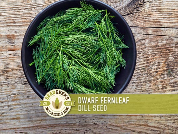 Dwarf Fernleaf Dill Seeds | 40+ Seeds, Heirloom, Culinary & Medicinal Herb, Butterfly Host | Anethum graveolens