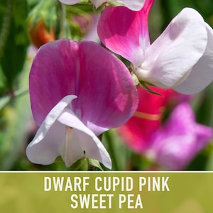 Sweet Pea, Cupid Pink Flower Seeds Heirloom Seeds, Dwarf Flower Seeds, Fragrant Flower, Pollinator Garden, Open Pollinated, Non-GMO image 7