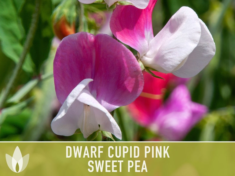 Sweet Pea, Cupid Pink Flower Seeds Heirloom Seeds, Dwarf Flower Seeds, Fragrant Flower, Pollinator Garden, Open Pollinated, Non-GMO image 7